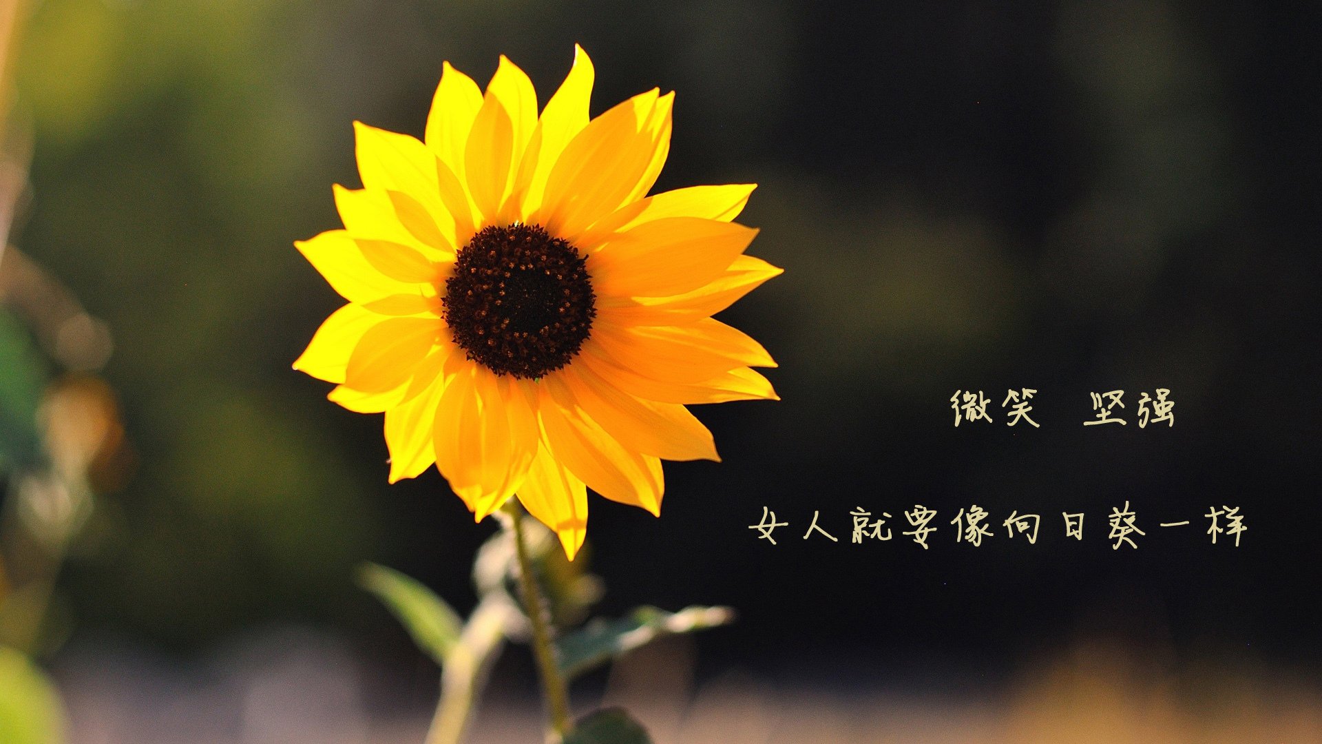 九游登录入口-_凯尔特人持续发力，连胜纪录再创新高_，凯尔特人战绩