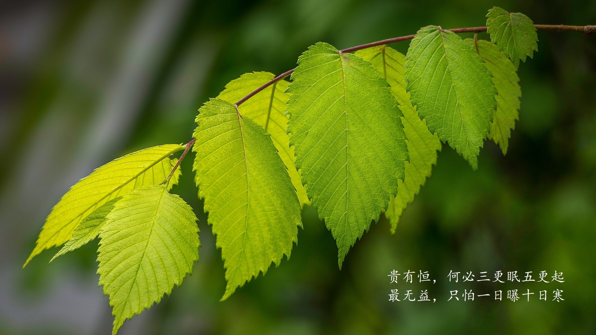 -未来联盟：引入AI战术分析，球队“智慧”提升！，未来联盟第一人