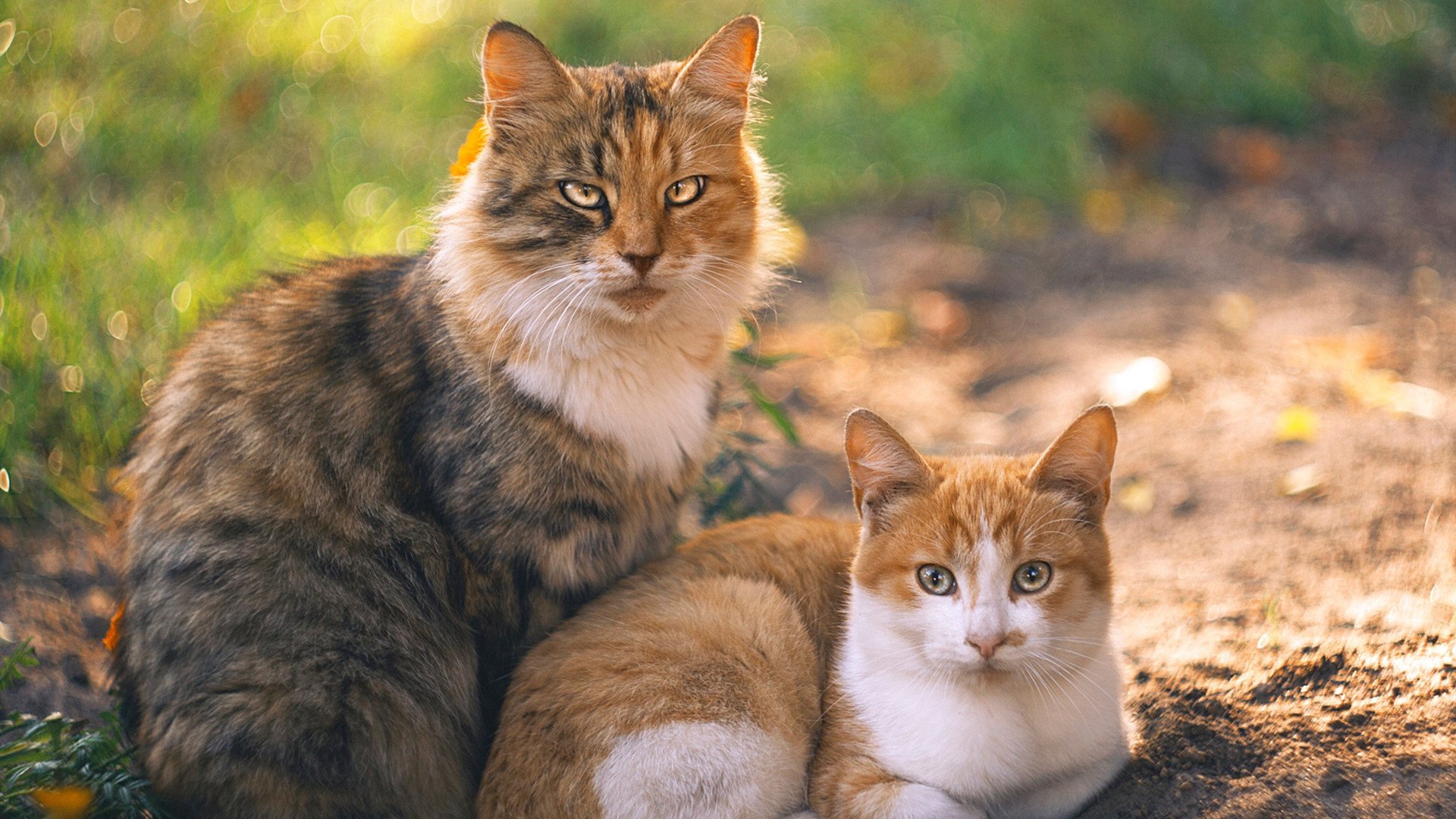 NBA联盟数字媒体平台内容差异化建设，nba联盟的运营体系