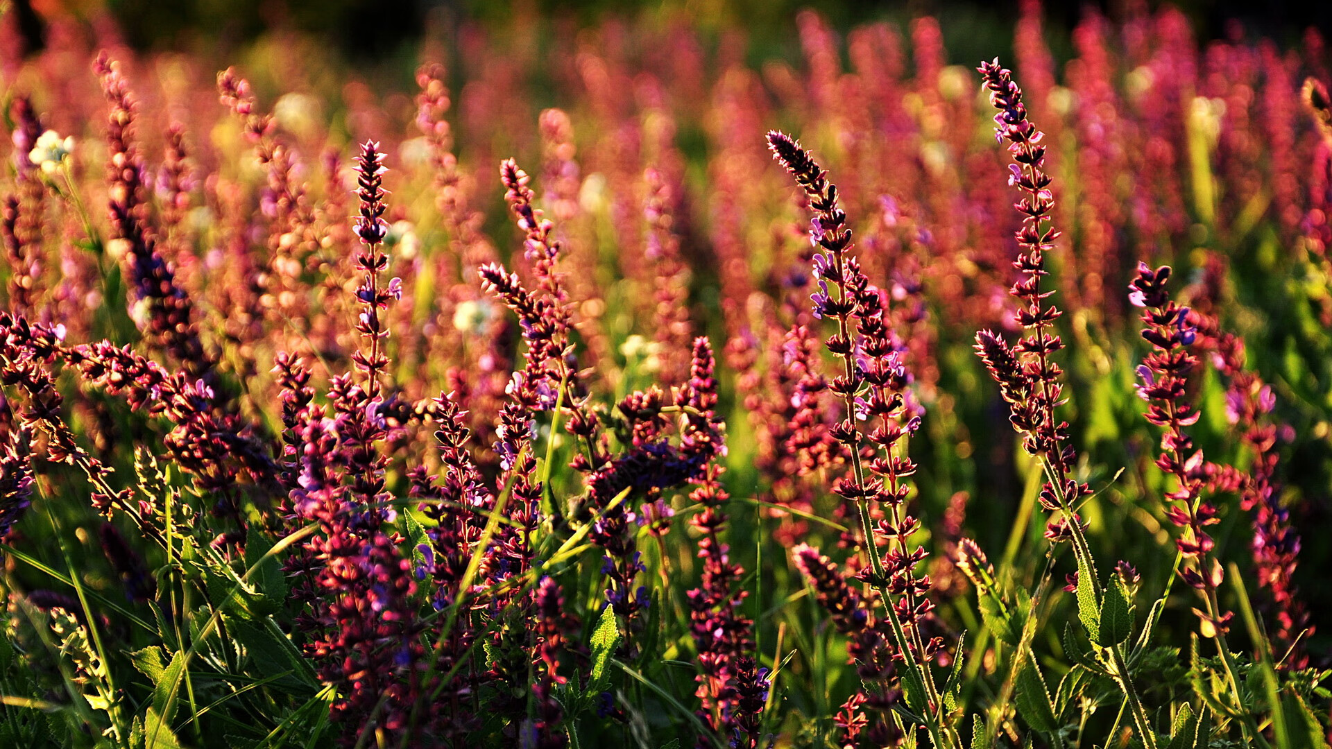 体育赛事数字营销推广，体育赛事数字营销推广方案
