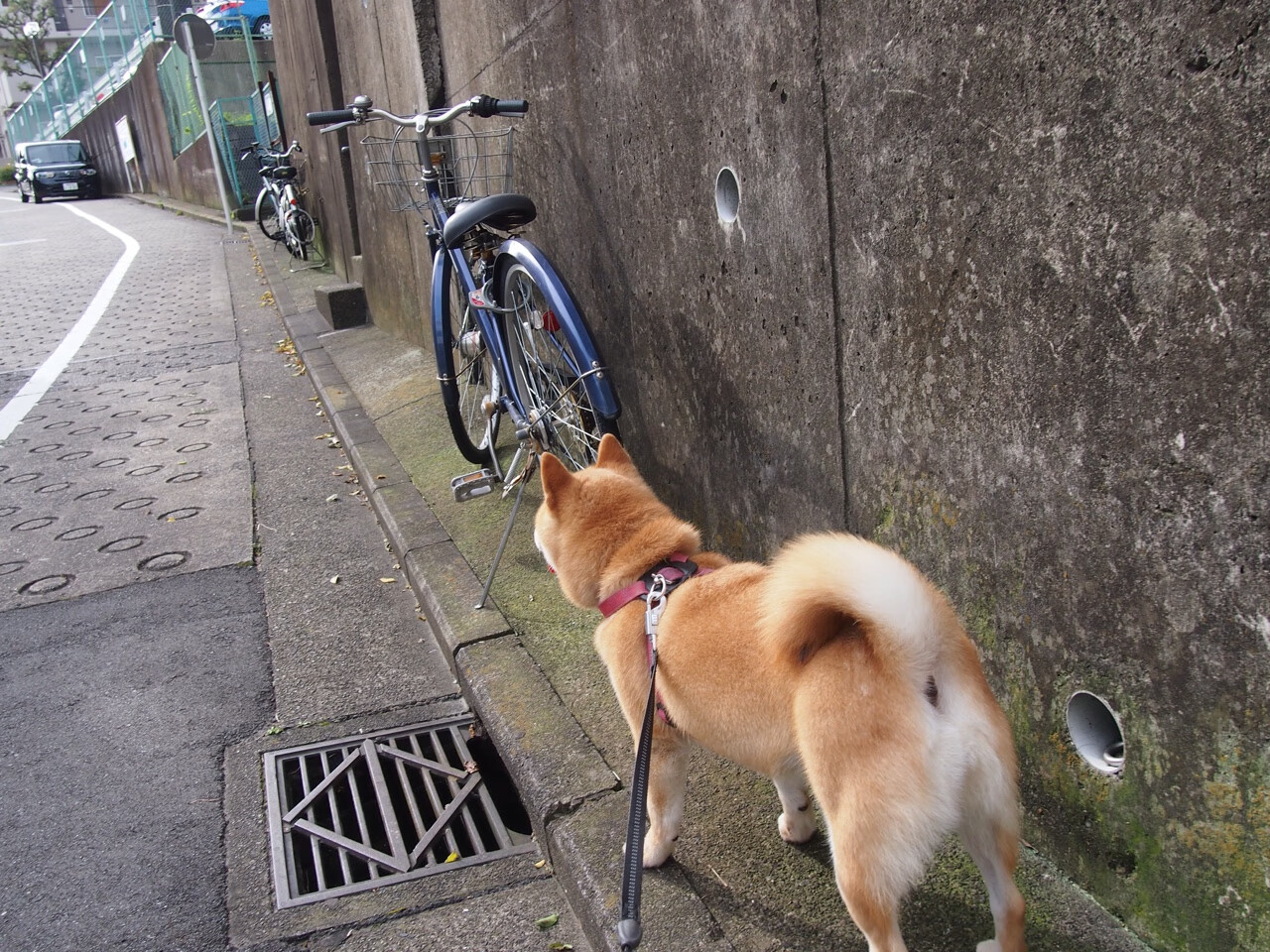 体育赛事志愿者培训体系建设与实践，体育赛事志愿者工作内容