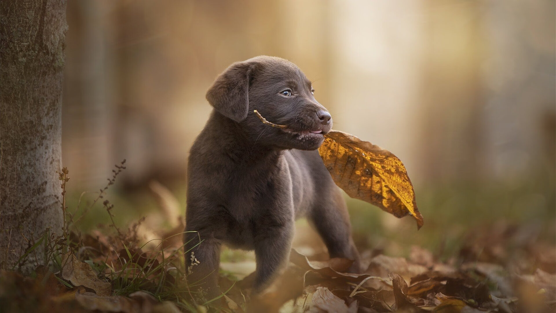 篮球运动员技术动作质量评价指标体系，篮球运动员各项指标