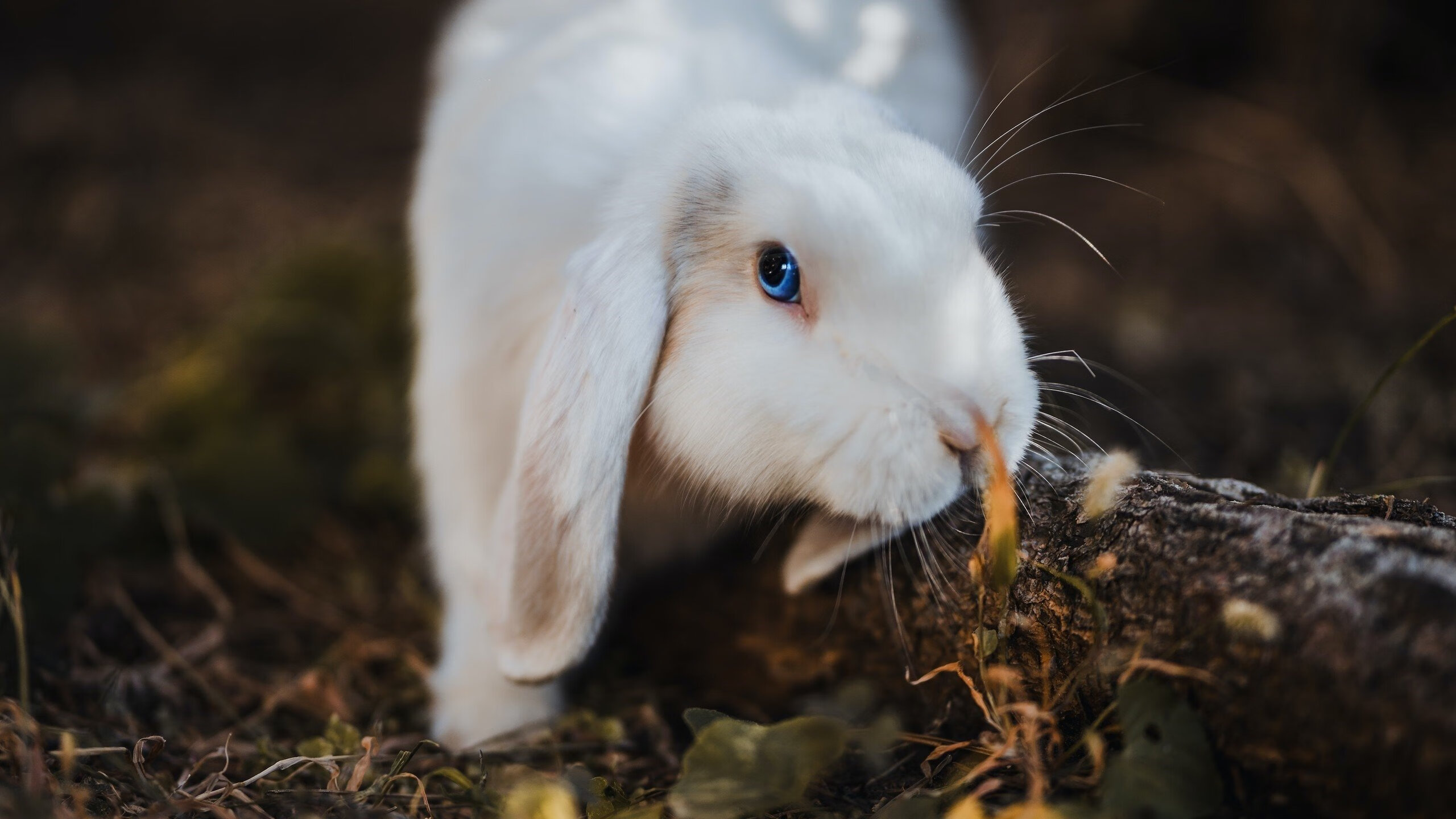 “宽板滑水:东三叉湖马鞍山赛场再度引领水上运动新风潮”