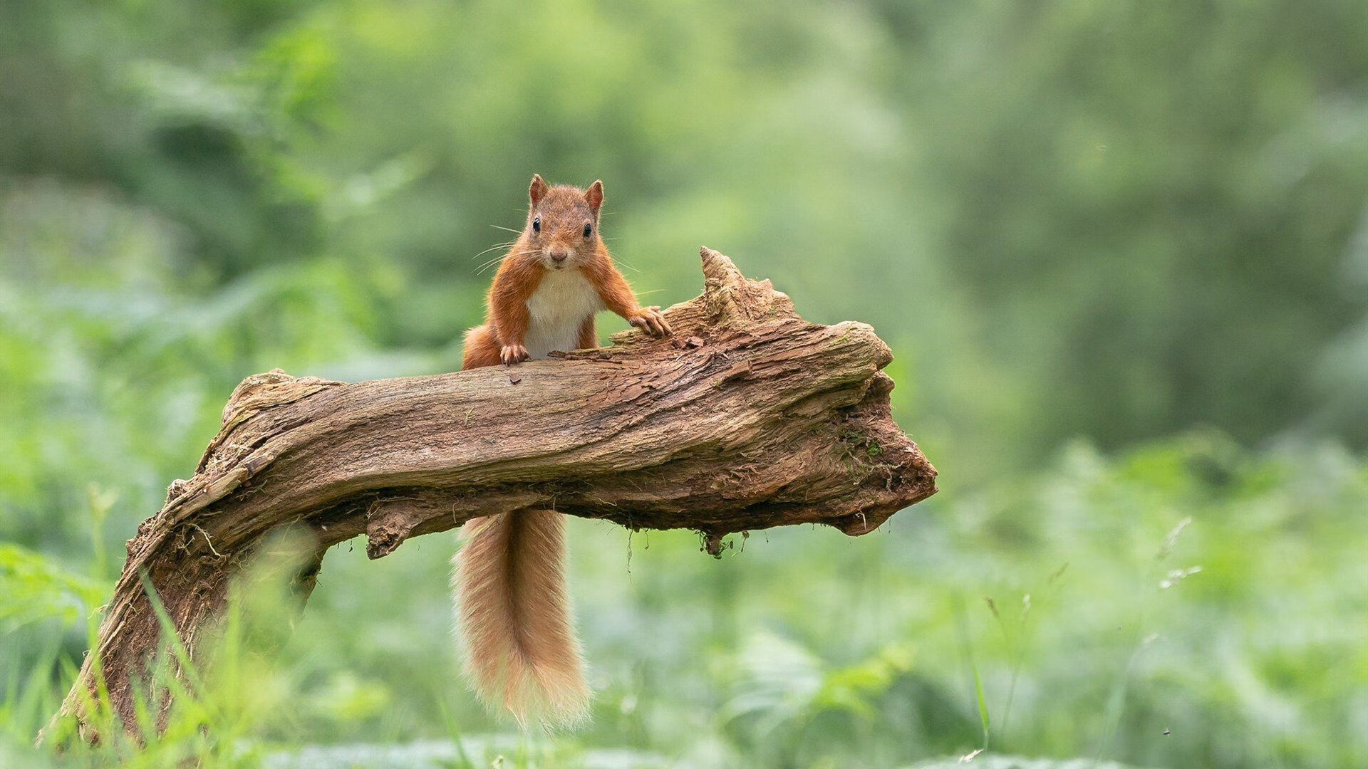 二次进攻设计多样造成持续压力,二次进攻犯规吗