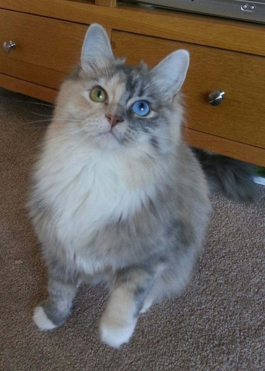 体育文化活动促进社会和谐发展，体育促进文化交流