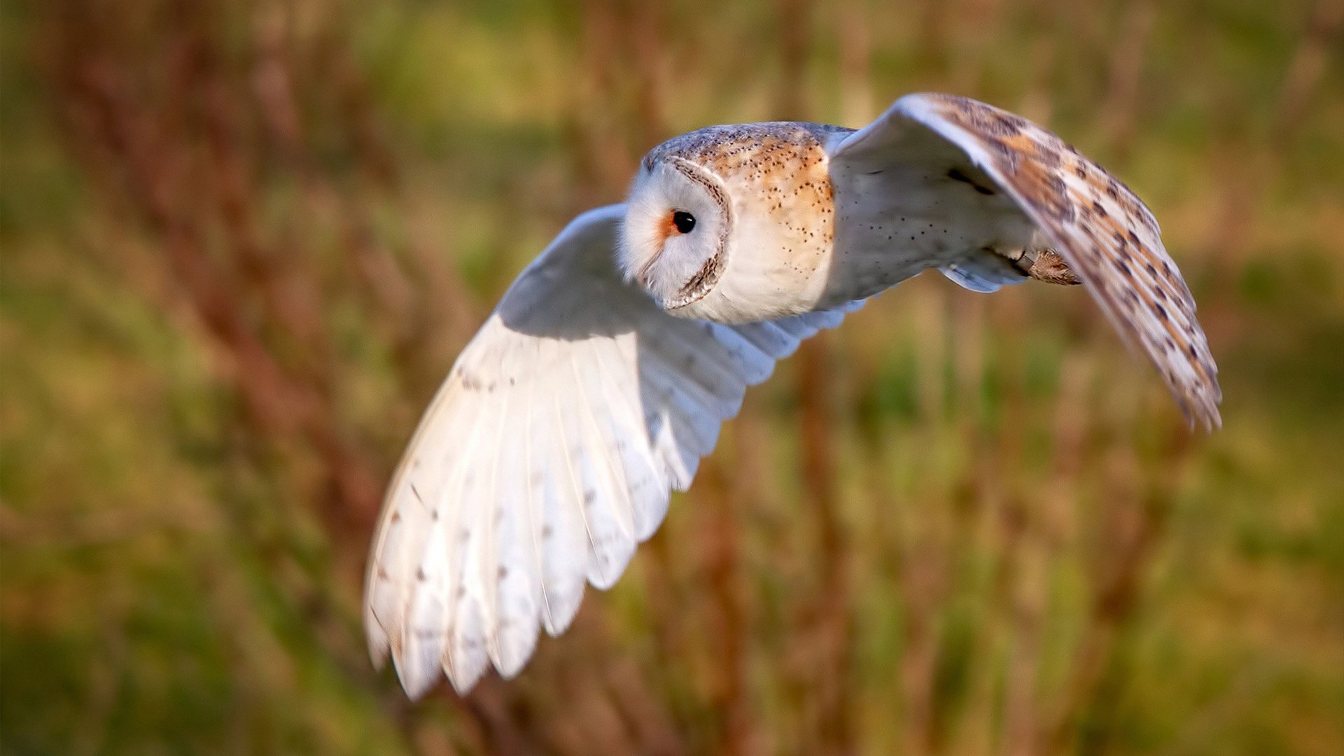 国内联赛双冠选手大举入选国家队，中国双冠王