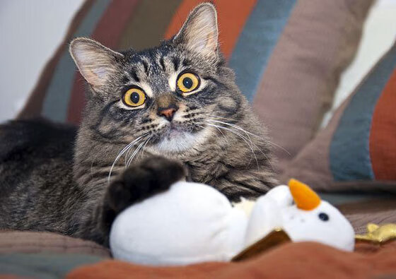 国际热身赛中国女足逆袭 球员发挥出色，国足热身赛对手确定