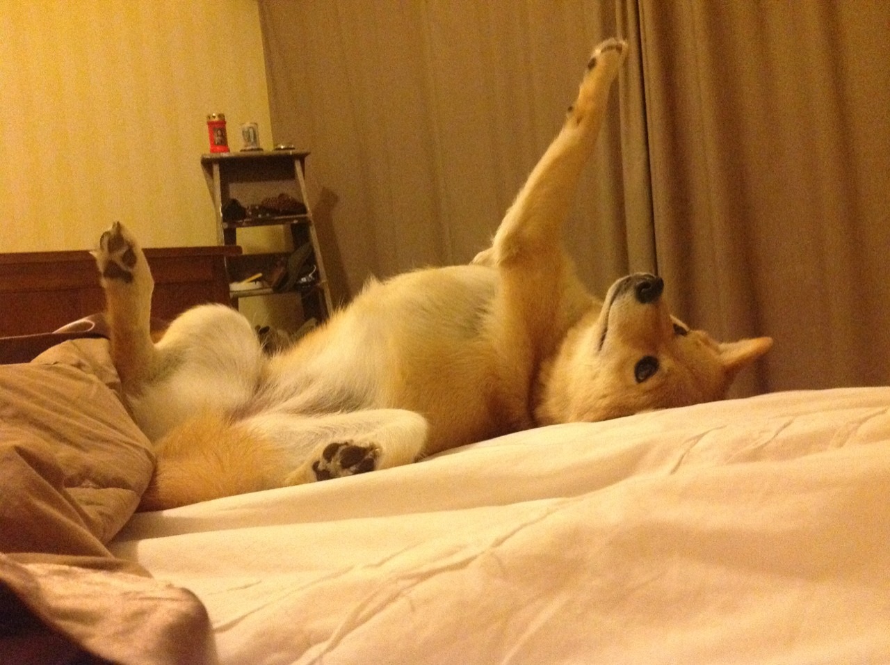 国际乒联混合团体世界杯:加拿大队的崛起与突破,加拿大乒乓球外援