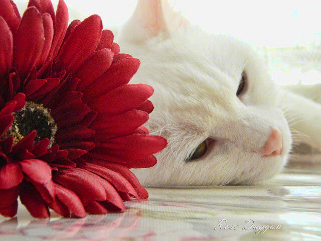 慢节奏比赛是否更容易维持比分接近，慢节奏比赛是否更容易维持比分接近正确