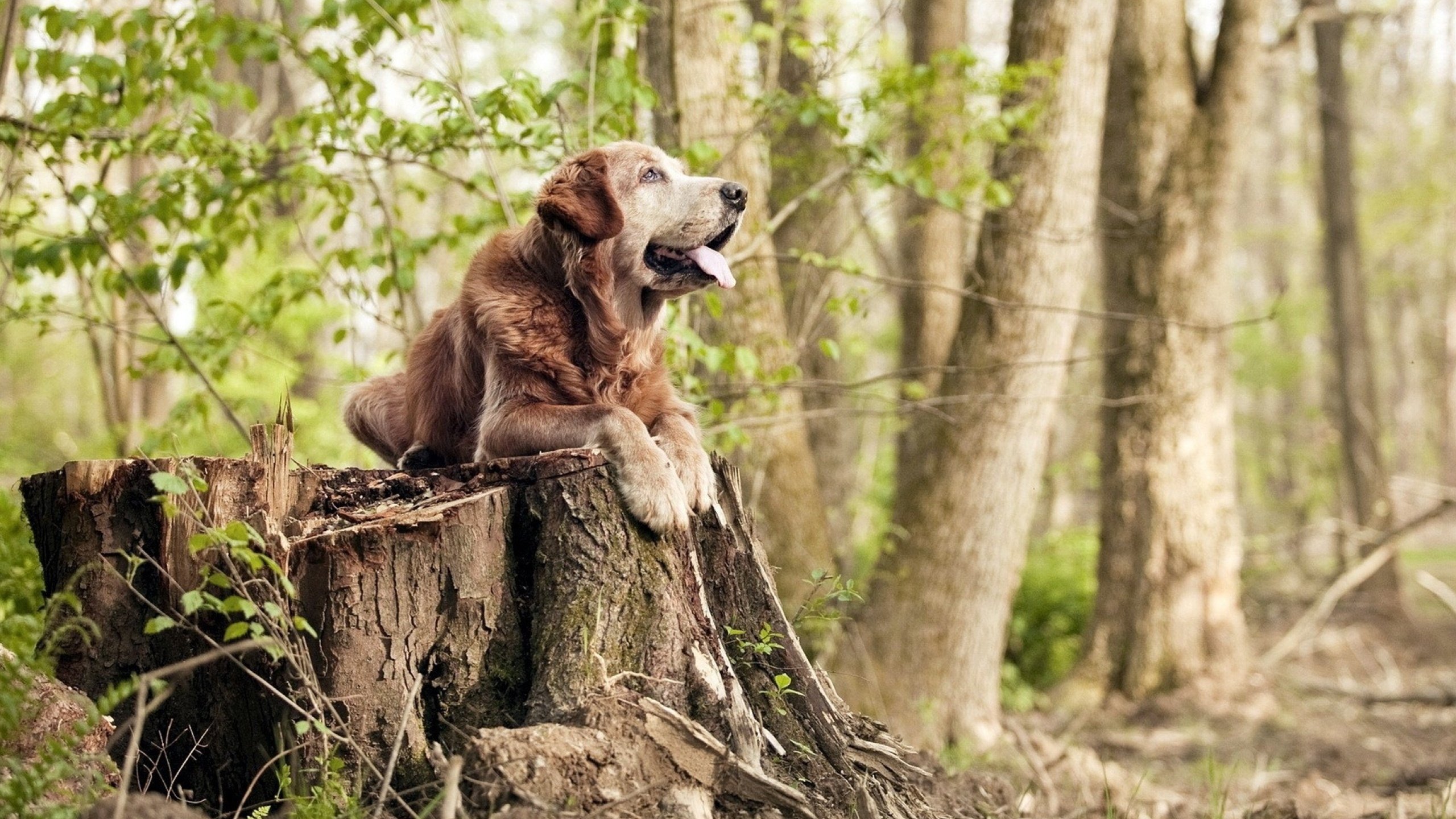 未来可期！德国队如何通过国际乒联混合团体世界杯实现突破，德国队乒乓球怎么样