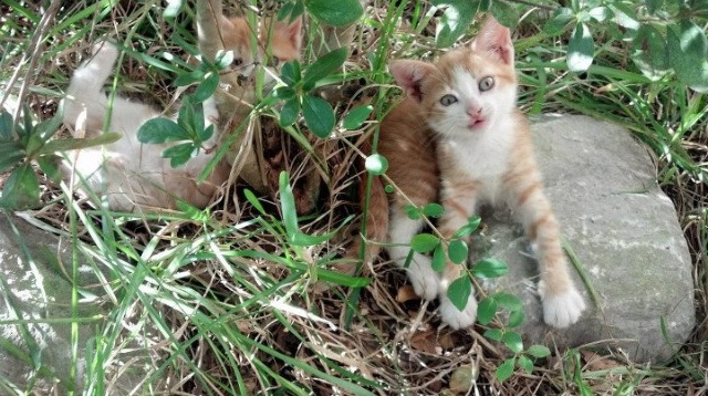 未来十年,中国香港队如何借助国际赛事增强全球竞争力,香港队比赛