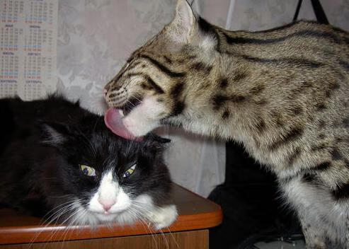 进攻回合数增加是否会降低命中率，进攻回传算越位吗