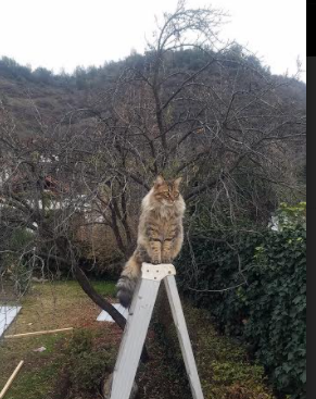 九游下载中心-法甲年轻力量：未来领袖格局初现！，法甲青训