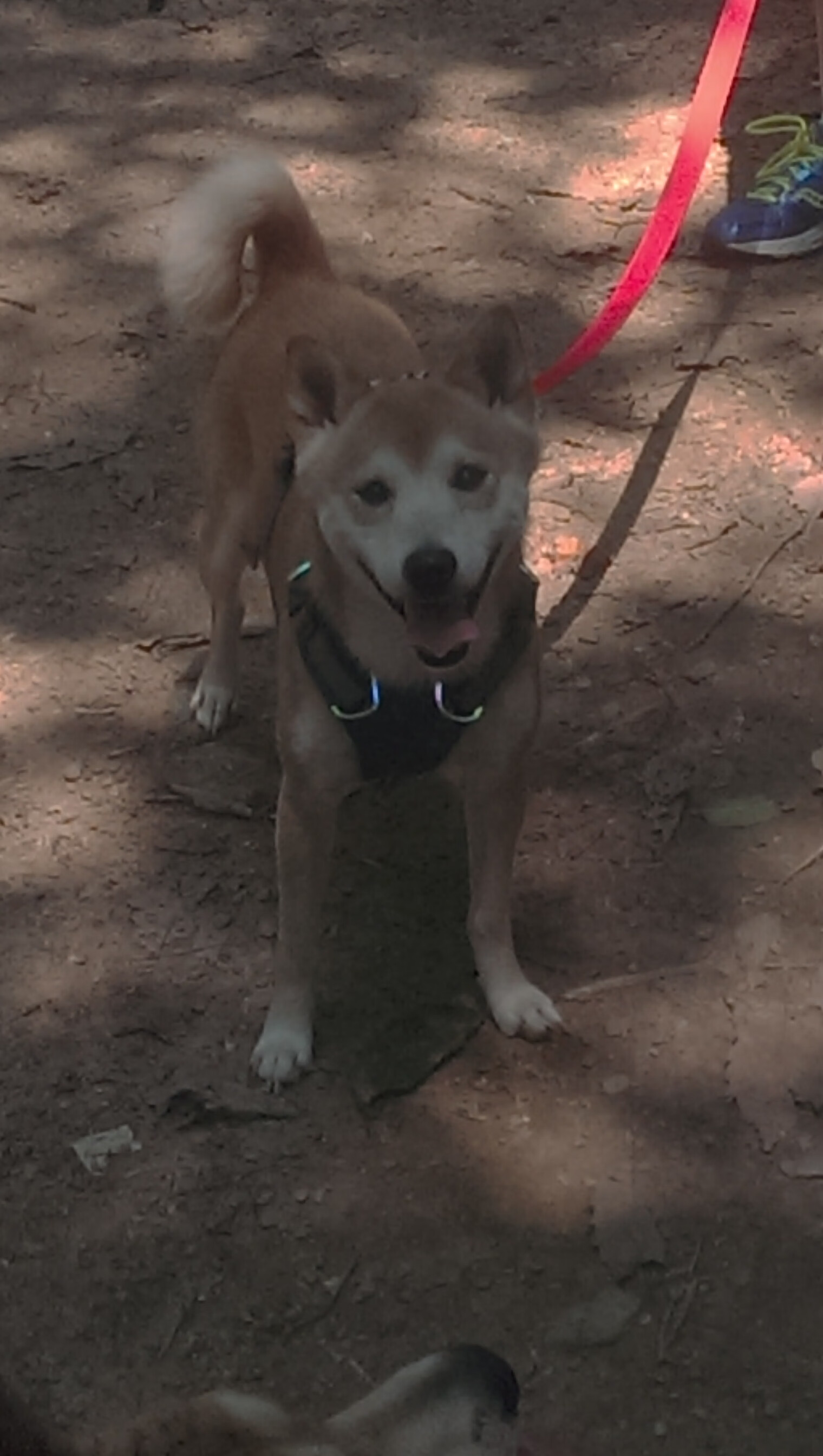 爵士备战季前赛引入新战术，爵士这赛季