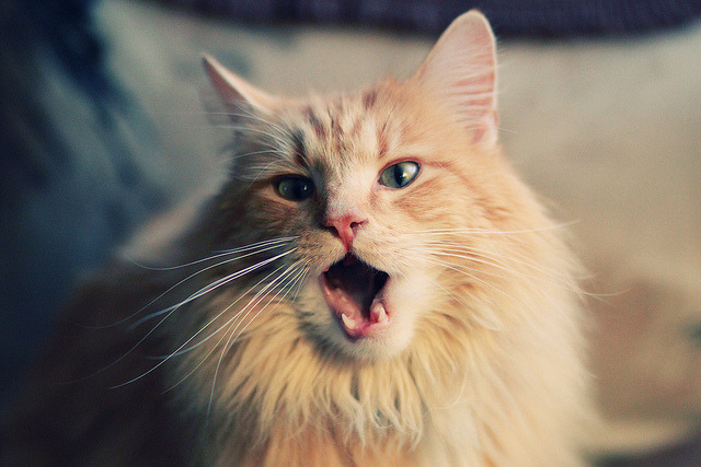 短跑项目训练技术突破刷新纪录可期,短跑技术动作要领视频