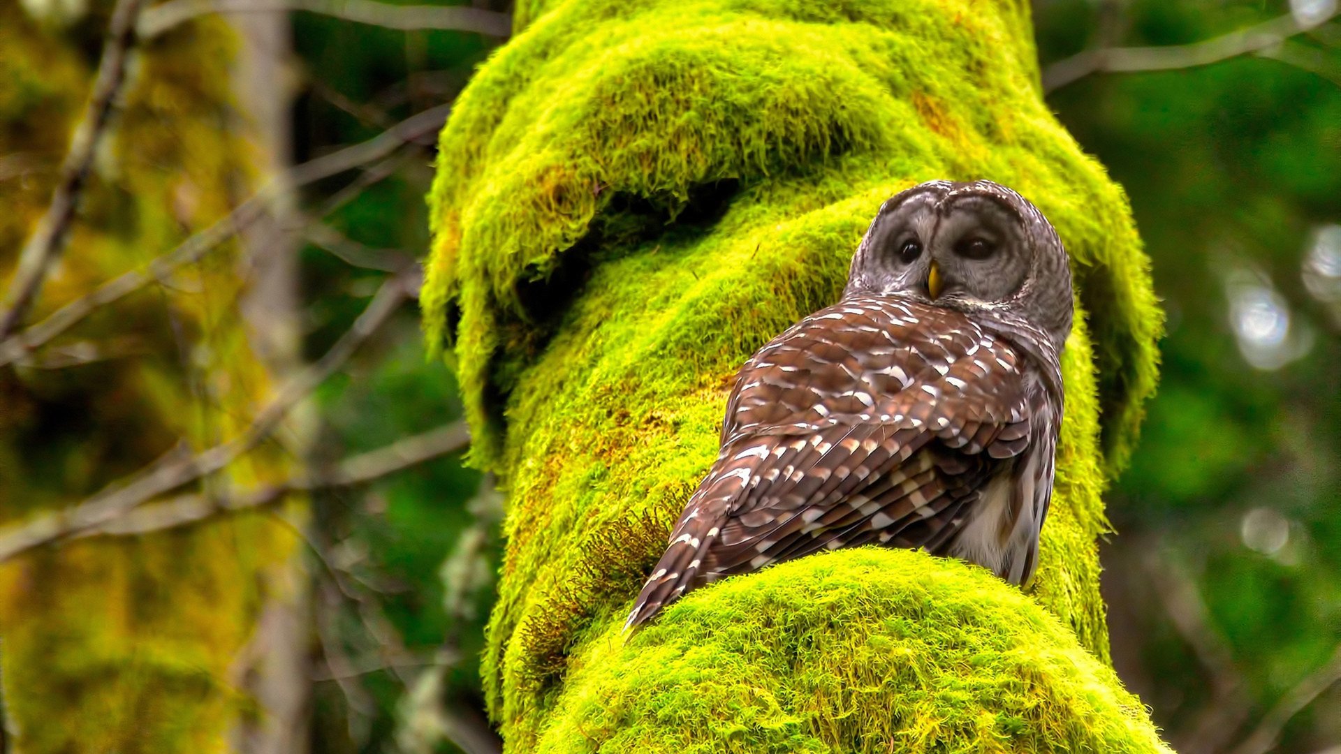 美洲杯激情燃烧：明星拼搏，为胜利而战！，美洲杯视频集锦