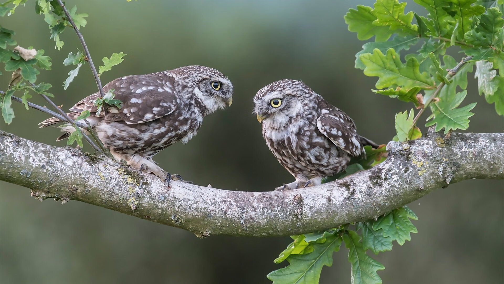 麦基翁与对手激烈角逐展现高水平竞技,麦基翁姐妹